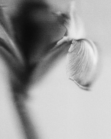 Stele Maison D'Etto Durban Jane Eau De Parfum