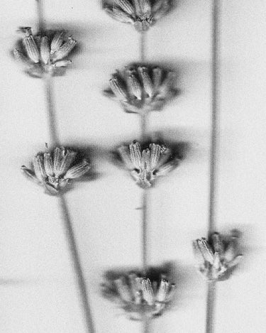 Stele Maison D'Etto Noisette Eau De Parfum