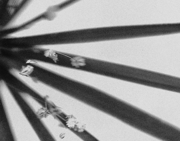 Stele Maison D'Etto Rotano Eau De Parfum