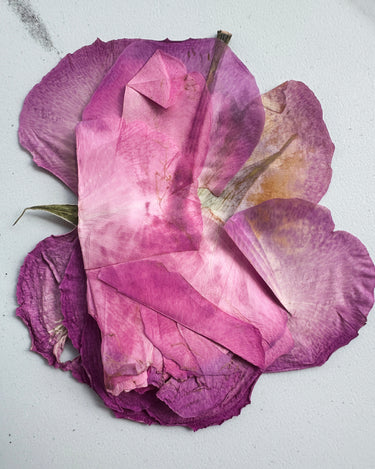 Stele NOSU Been Trying To Meet You Eau De Parfum