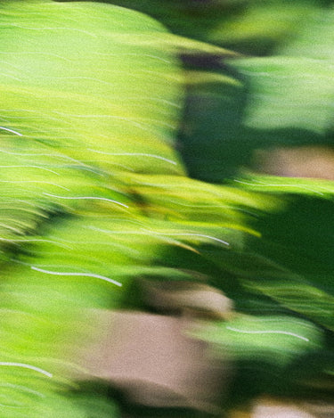 Stele .Oddity Discovery Set