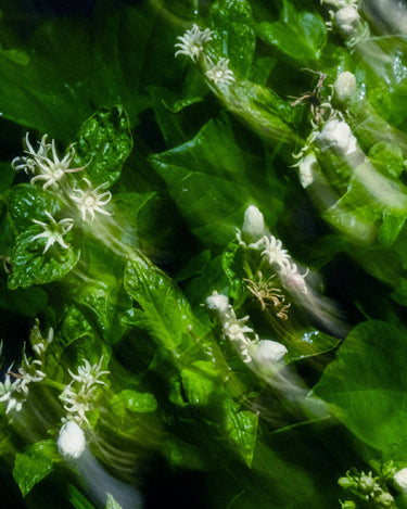 Stele Param Sara The Nirvana Eau De Parfum