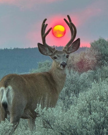 Stele Rite Of Way Rising Sun Eau De Parfum