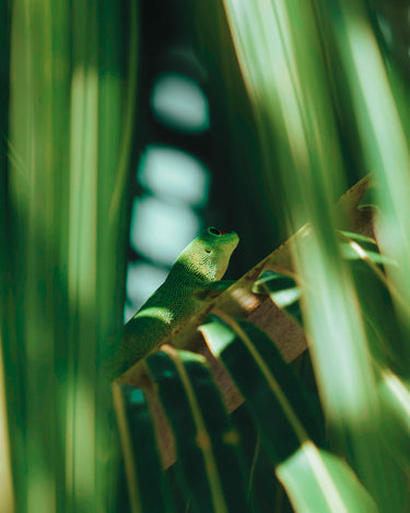 Stele Vallense Spirit Eau De Parfum