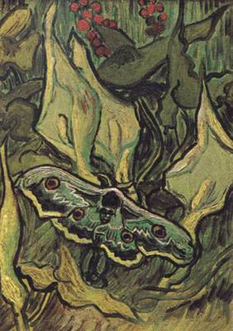 steve art gallery Death's-Head Moth Vincent Van Gogh 33.5x24.5cm