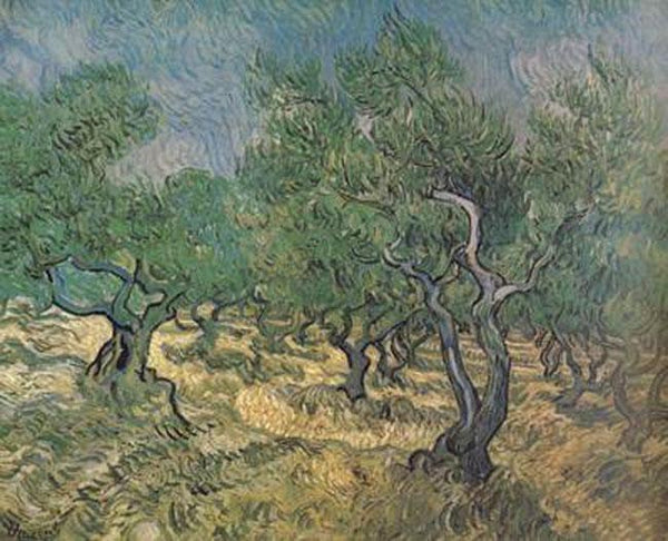 steve art gallery Olive Grove Vincent Van Gogh 60x50cm