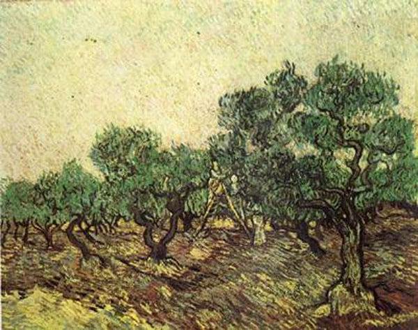 steve art gallery Olive Picking Vincent Van Gogh 50x40cm