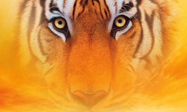 Steve Art Gallery Tiger 44x24 Ins