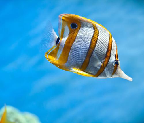 Steve Art Gallery Tropical Fish 160x50 Cm