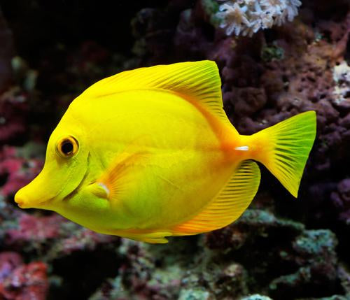 Steve Art Gallery Tropical Fish 160x50 Cm