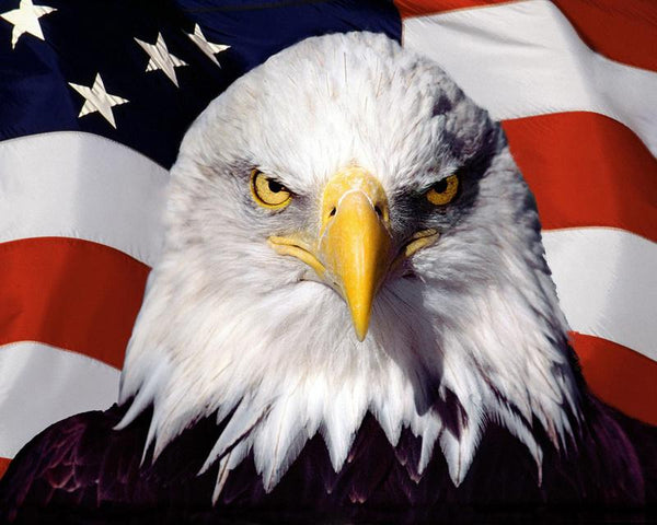 Steve Art Gallery USA Eagle 20x24 Ins