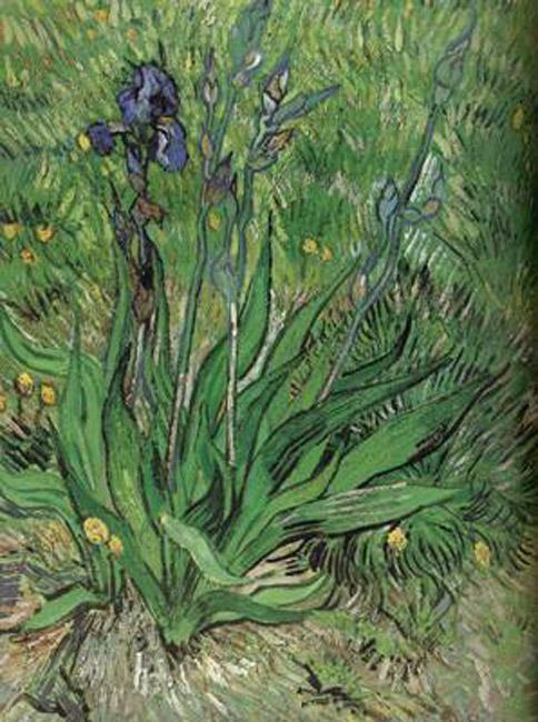 steve art gallery The Iris Vincent Van Gogh 62.2x48.3cm