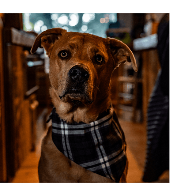 Stormy Kromer The SK Pet Bandana