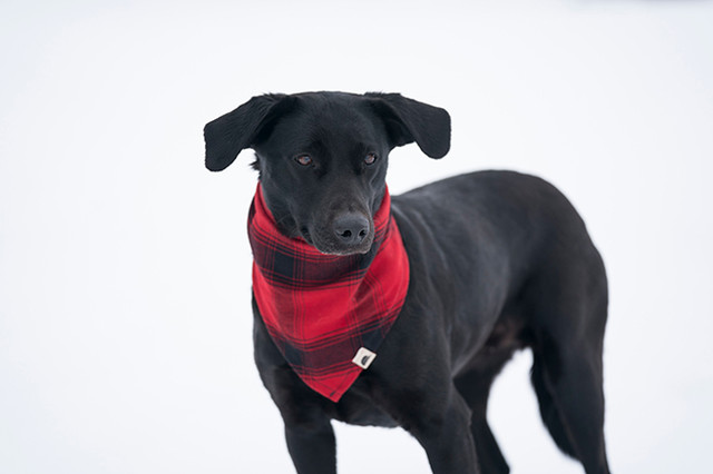 Stormy Kromer The SK Pet Bandana