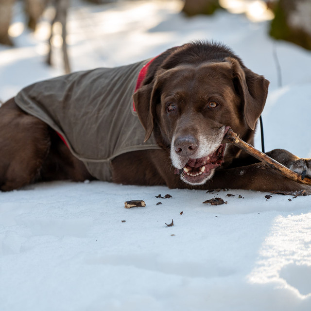 Stormy Kromer The SK Waxed Cotton Dog Jacket