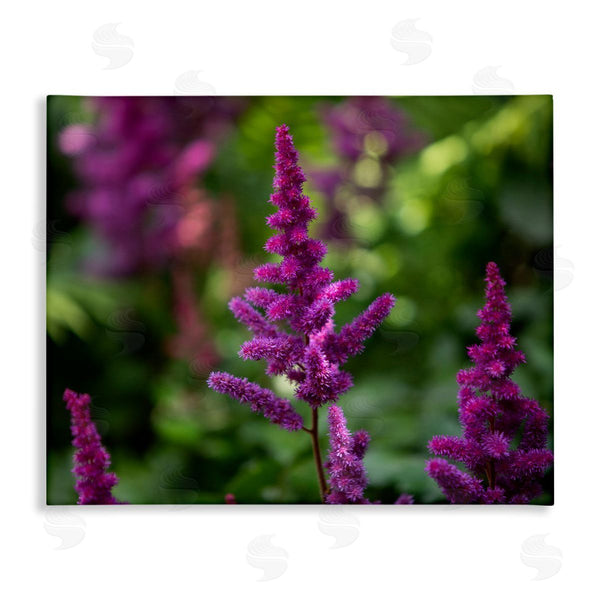stupell industries Aaron Matheson | Purple Flower in Nature Wall Art