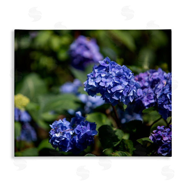 stupell industries Aaron Matheson | Purple Hydrangea Photography Wall Art