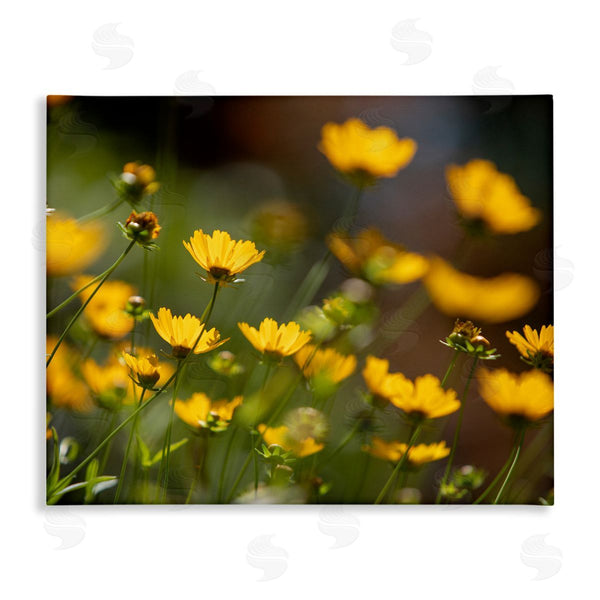 stupell industries Aaron Matheson | Yellow Daisy Wildflower Field Wall Art