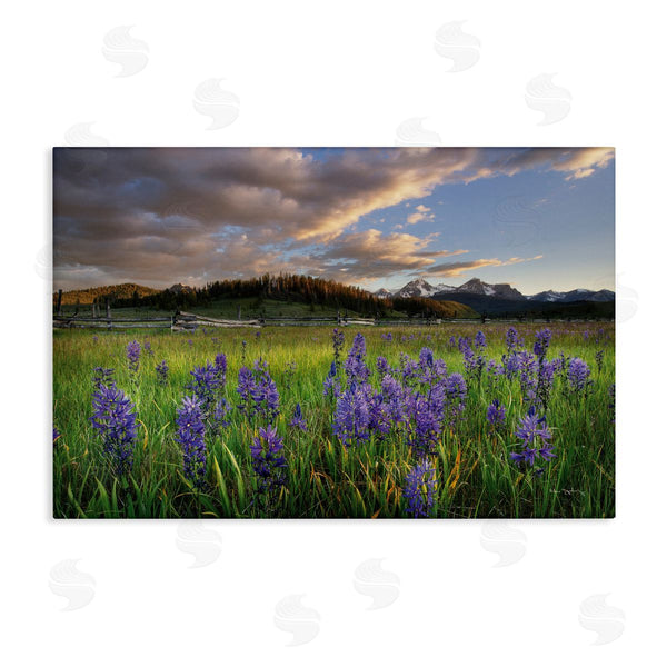 stupell industries Alan Majchrowicz | Lavender Bloom Meadows