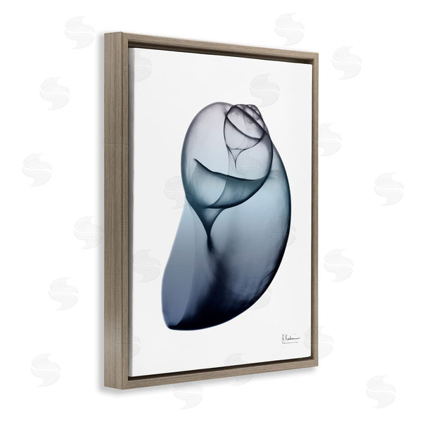 Stupell Industries Albert Koetsier | Contemporary Snail Shell