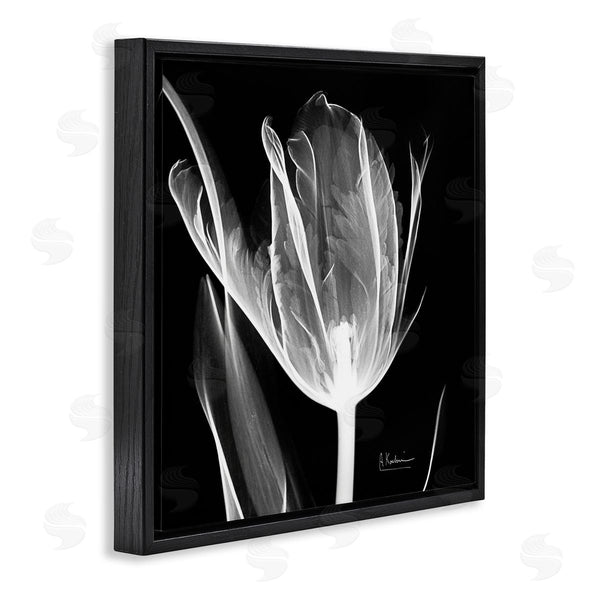Stupell Industries Albert Koetsier | Flower X-Ray On Black Wall Art