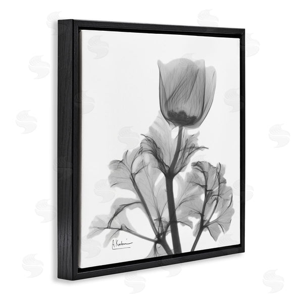 Stupell Industries Albert Koetsier | Opaque Anemone Floral Minimal Silhouette