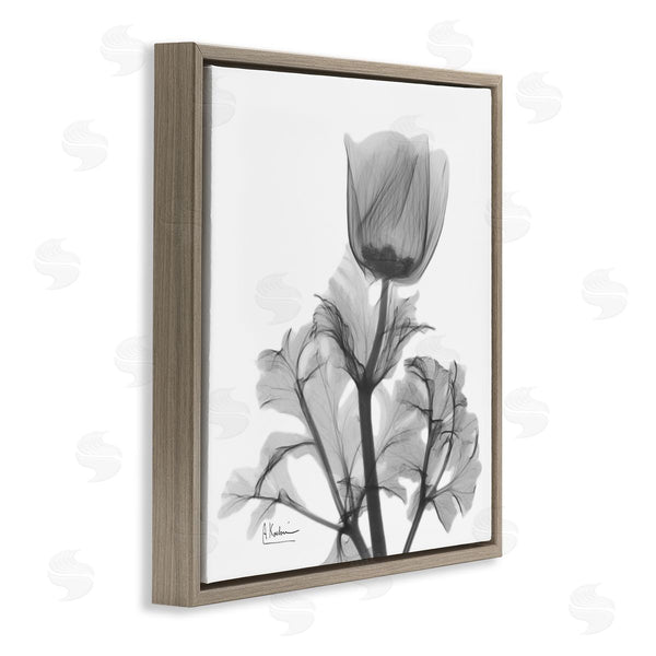 Stupell Industries Albert Koetsier | Opaque Anemone Floral Minimal Silhouette