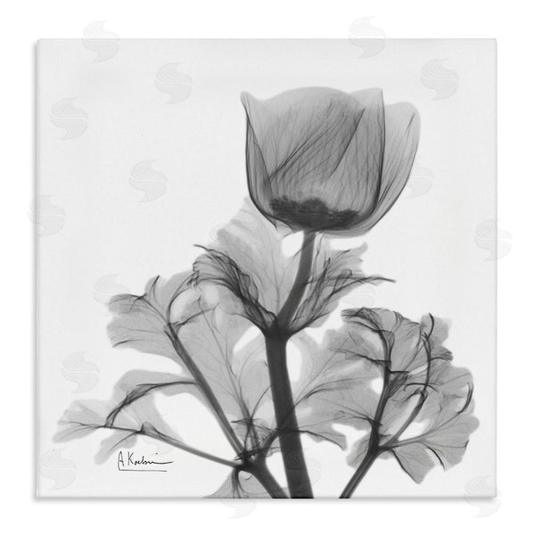 stupell industries Albert Koetsier | Opaque Anemone Floral Minimal Silhouette
