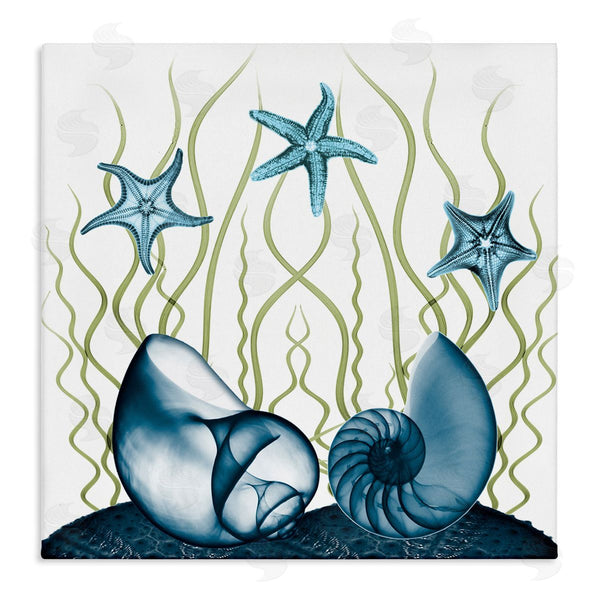 stupell industries Albert Koetsier | Shells and Starfish Modern Sea Design Wall Art
