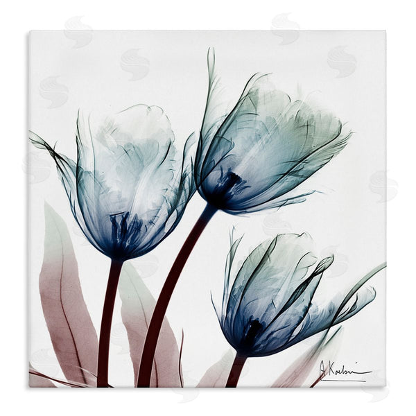 stupell industries Albert Koetsier | Translucent Tulip Bulbs