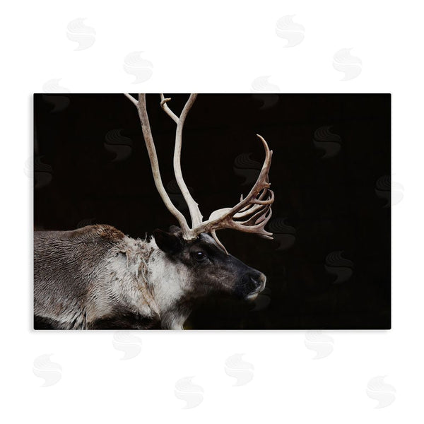 stupell industries Amy Carroll | Dark Reindeer at Night Wall Art stupell industries Amy Carroll | Dark Reindeer at Night Wall Art