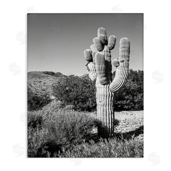 stupell industries Bill Carson Photography | Thick Desert Cactus Black White Photography Canyon Landscape Wall Art