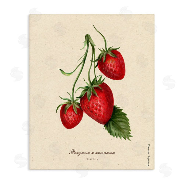 stupell industries Danielle Murray | Strawberry Fruit Portrait