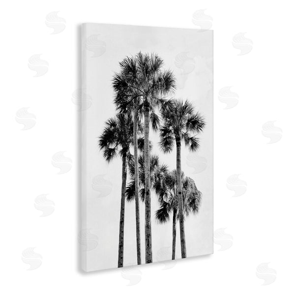 Stupell Industries Natalie Carpentieri | Black & White Palm Tropics