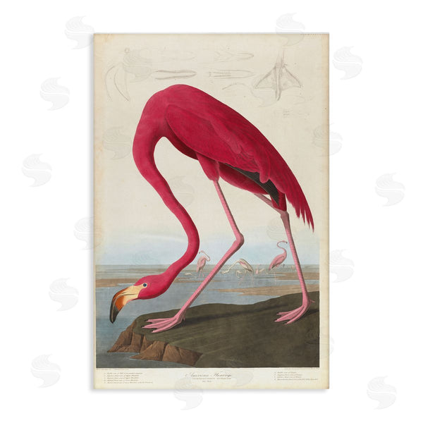 stupell industries one1000paintings | Classic American Flamingo Wall Art