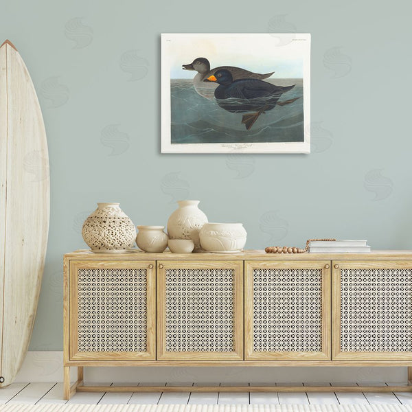 Stupell Industries One1000paintings | Classic American Scoter Duck Wall Art