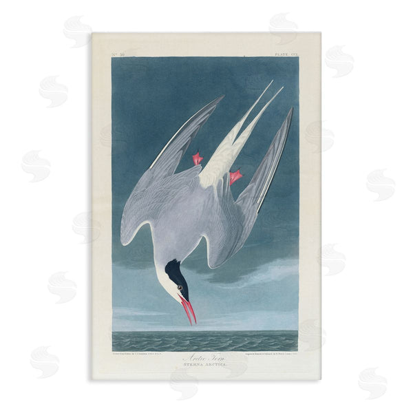 stupell industries one1000paintings | Classic Arctic Tern Bird Wall Art