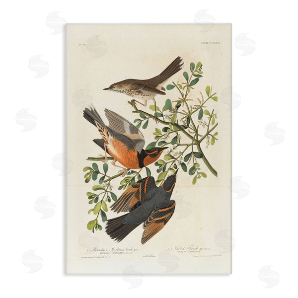 stupell industries one1000paintings | Classic Audubon Bird Study Wall Art
