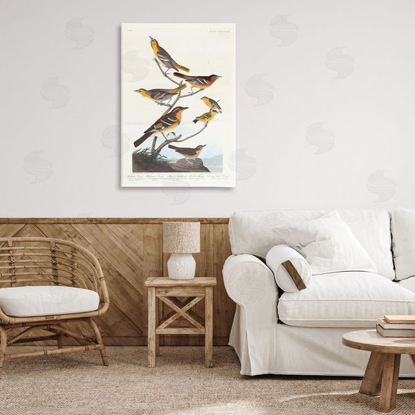 Stupell Industries One1000paintings | Classic Bullock's Oriole Study Wall Art
