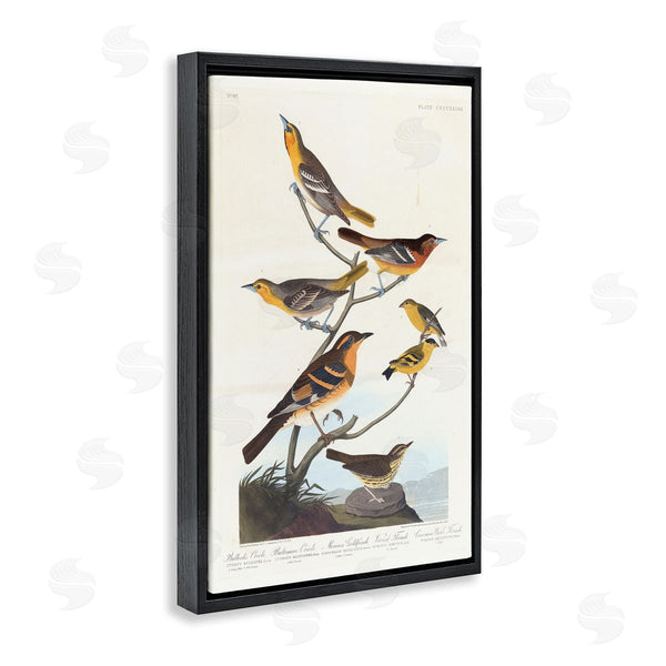 Stupell Industries One1000paintings | Classic Bullock's Oriole Study Wall Art