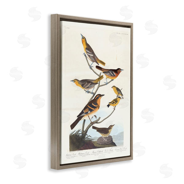 Stupell Industries One1000paintings | Classic Bullock's Oriole Study Wall Art