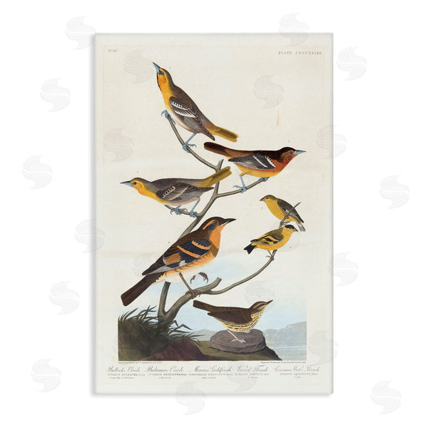 stupell industries one1000paintings | Classic Bullock's Oriole Study Wall Art