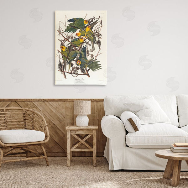 Stupell Industries One1000paintings | Classic Carolina Parrot Study Wall Art