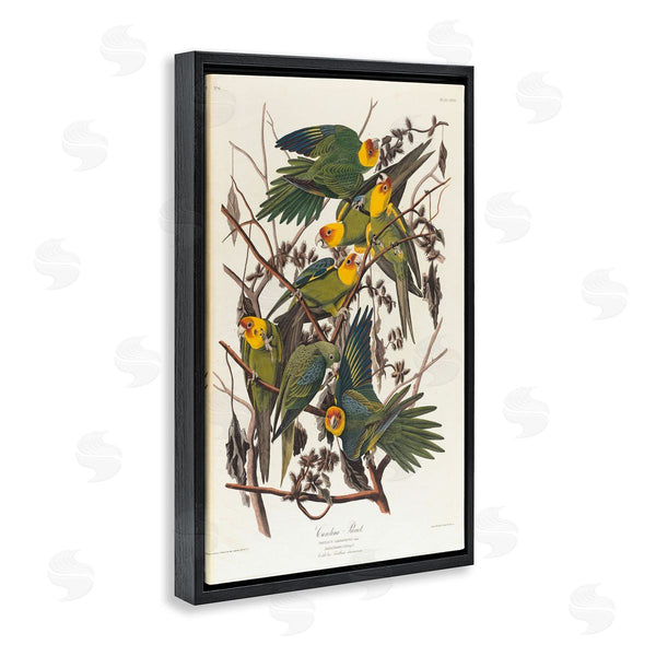 Stupell Industries One1000paintings | Classic Carolina Parrot Study Wall Art