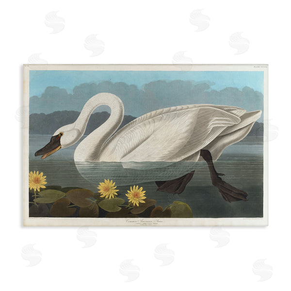 stupell industries one1000paintings | Classic Common American Swan Wall Art