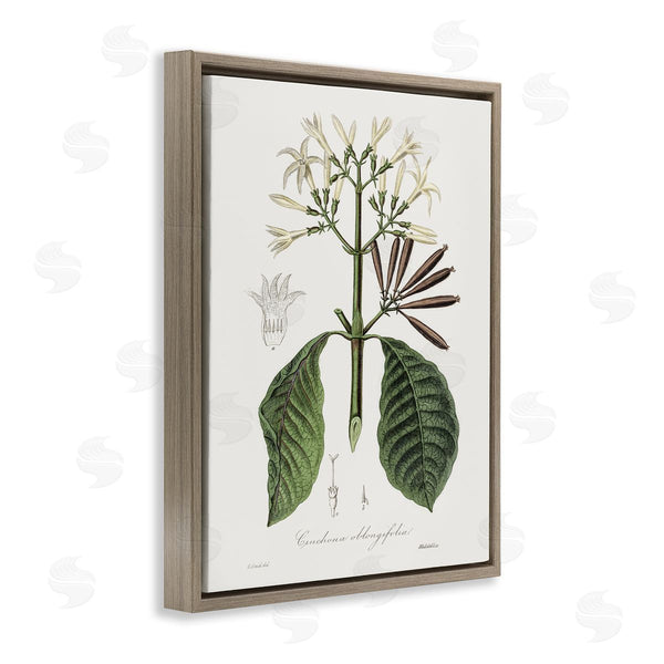 Stupell Industries CAD Designs | Vintage Flora Study