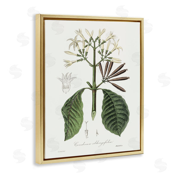 Stupell Industries CAD Designs | Vintage Flora Study