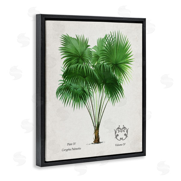Stupell Industries Val Rhodes | Vintage Fan Palm Plant