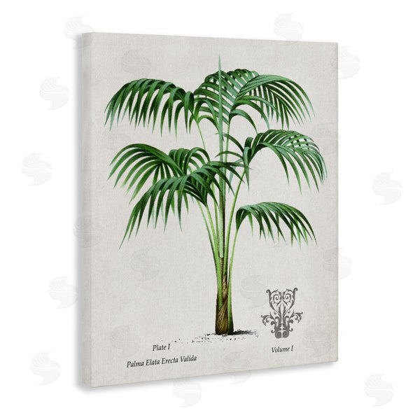 Stupell Industries Val Rhodes | Vintage Palm Illustration
