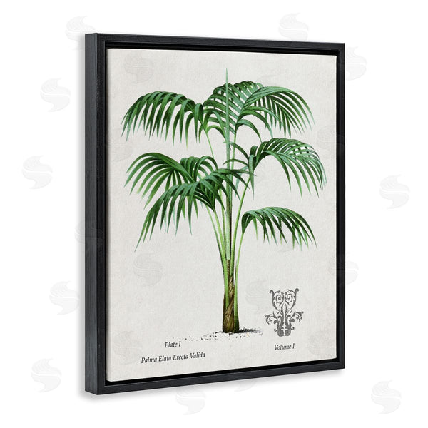 Stupell Industries Val Rhodes | Vintage Palm Illustration